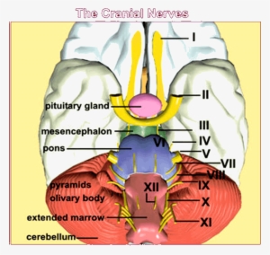 Image Of The Cranial Nerves - Cranial Nerves 3d Model #2971157