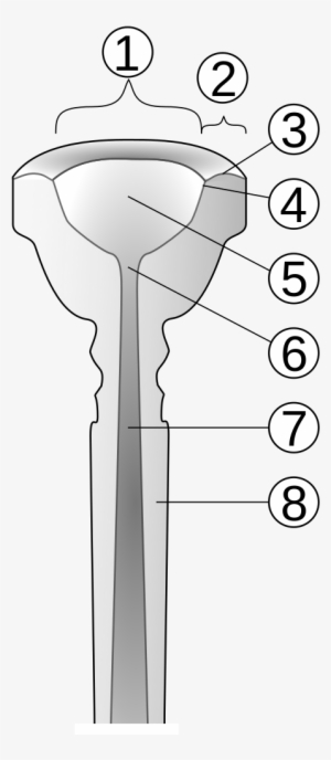 Trumpet Mouthpiece Cut-away Numbered - Trumpet Mouthpiece Diagram #2971371