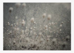 Snow Falling And Covering The Ground Poster • Pixers® #2972348