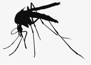 Mosquito Control Services - 5 Diseases Caused By Mosquitoes #2972517