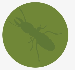 Termite Repair Warranty - Fly #2972622
