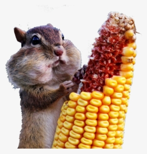 Share This Image - Wild And Crazy: Photographs From The Comedy Wildlife #2972749