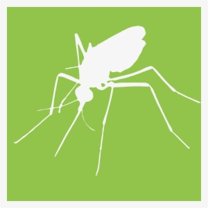 Mosquito #2972752