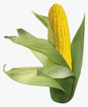 Transparent Background Corn Png #2972803