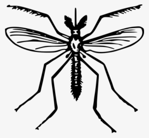 Mosquito Clip Art #2972882