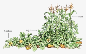 228 01 07 - First Nation Three Sisters #2973098