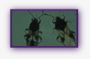 Clip Image008 - Pest #2973163