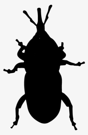 Bill Bug - Weevil #2973293