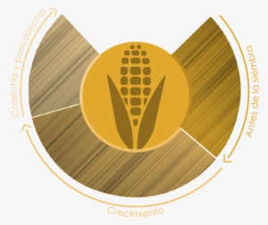Maize #2973336