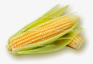 Ingredients - - Intercropping And Weed Management Practices In Maize #2973504