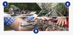 Mangrove Canopy Airboat Tour - American Alligator #2974383