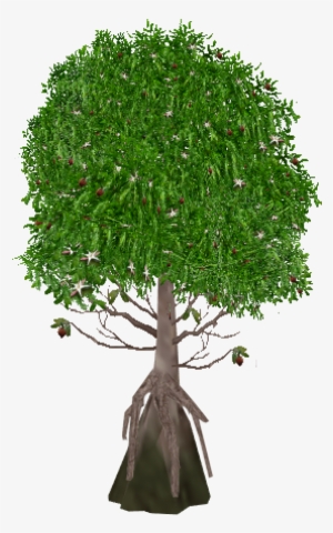 Tea Mangrove - Wurzelwerk Baum #2974384