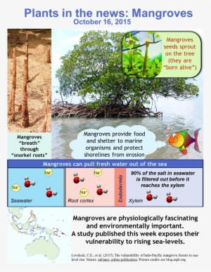 Mangrove Is A Term Used To Describe A Group Of Highly - Pneumatophores #2974527