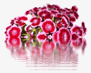 Sweet William Dianthus Flower Seeds #2974670