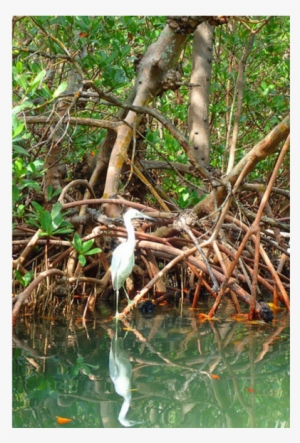 County Seeks Authority Of Mangrove Enforcement - Sweet Grass #2974694