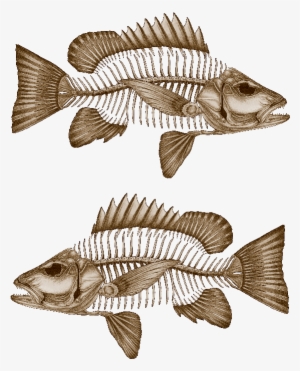Mangrove Jack Decals - Bony-fish #2974990