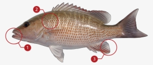 How To Identify A Mangrove Snapper - Gray Snapper - Free Transparent ...