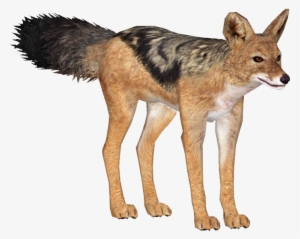 Jackalblackbacked Lgcfm - Black Backed Jackal Png #2975233