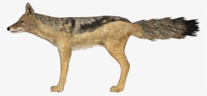 Http - //i - Imgur - Com/tt74i9m - Zoo Tycoon 2 Jackal #2975408