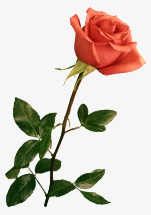 Clipart Resolution 500*713 - Wedding Backgrounds For Photoshop #2975836