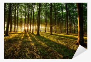 Vinyl Nature #2977068 Vinyl Nature #2977068