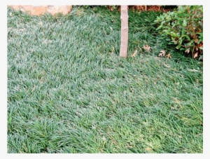 Mondo/monkey Grass - Mondo #2977505