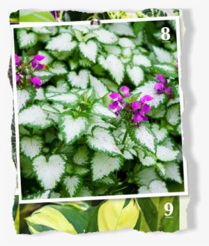 A Pretty Ground Cover, Latium Grows In Light Shade - Pacific Bleeding Heart #2977532