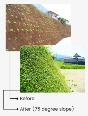 Kurapia Has An Extensive Root System, And Depending - House #2977763