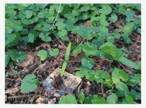 Leaf Lawn Groundcover - Vitis #2977846