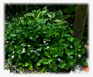 Viola Alba Plena - Viola Alba #2978000