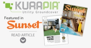 Kurapia Featured In Sunset #2978295