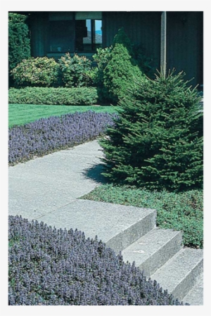 Ajuga - Bugleweed #2978335