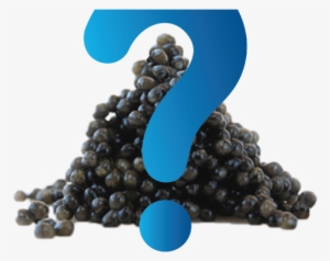 What Is Caviar - Black Caviar Png #2979311