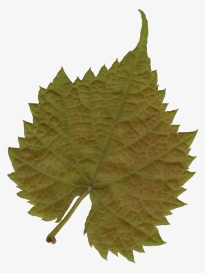 Leaf 03 - Leaf Texture Png #2980518