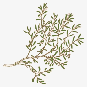 Mediterranean Clipart Olive Tree Branch - Olive Branch Clipart #2982012