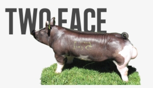 Kentucky Lovin' X Mad Dog - Drawing #2982198