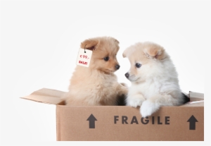 Four Paws Internationalcampaigns & Topicscompanion - Two Puppies In A Box #2983018