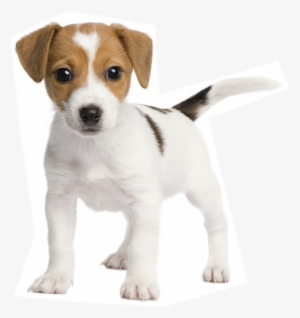 Leading Paws - Jack Russell Bull Terriers #2983383