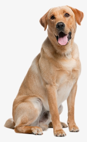 Real Cost-savings From Healthy Paws Pet Parents - Webbed Feet Labrador Retriever #2983402