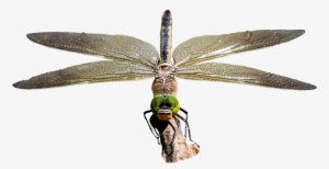 Dragonfly, Transparent, Insect, Bug - Photography #2983962