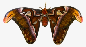 To View This Content, Click Reload - Atlas Moth Transparent #2984026