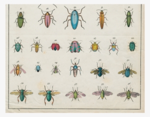 Torn Insects - Natural Curiosities: From The Cabinet Of Albertus Seba #2984083
