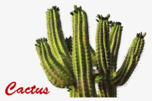 California License Plate 2010 #2984212