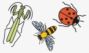 Good Bugs 2 - Net-winged Insects #2984239