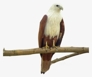Eagle Bird Facts - Different Kinds Of Eagle #2985951