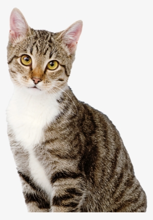 Gregory, Angier N - Our Pets Smartscoop Intelligent Automatic Litter Box #2986296