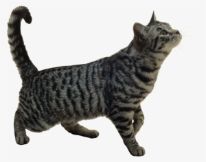 Piece Of Personalised Cat Silhouette Tote Bag #2986323