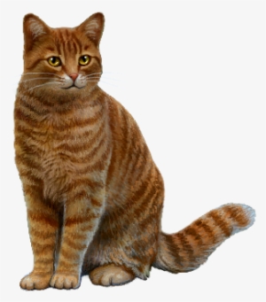 Here Is The Red Tabby - Arabian Mau #2986363