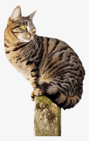 Cat Acrobat Sticker - Cat #2986455