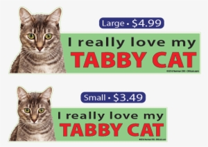 I Love My Gray Tabby Cat - Cat #2986587